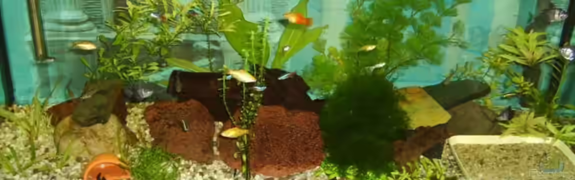 Becken 6573 von Silke Schlüter