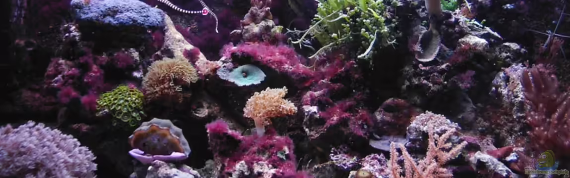 Becken 6578 von Putorius Furo