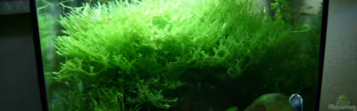 Becken 6591 von Jacy