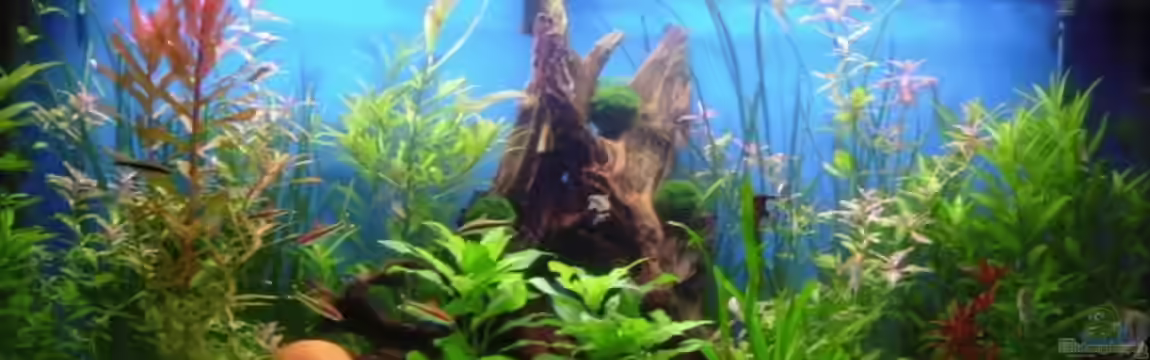 Becken 6595 von Björn König