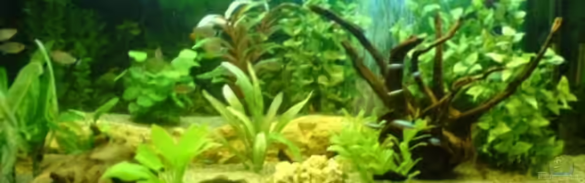 Becken 6603 von Birgit Schönauer