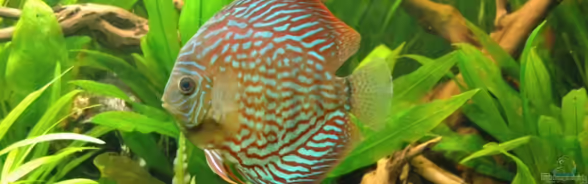 Becken 6607 von Stephan Hansmann