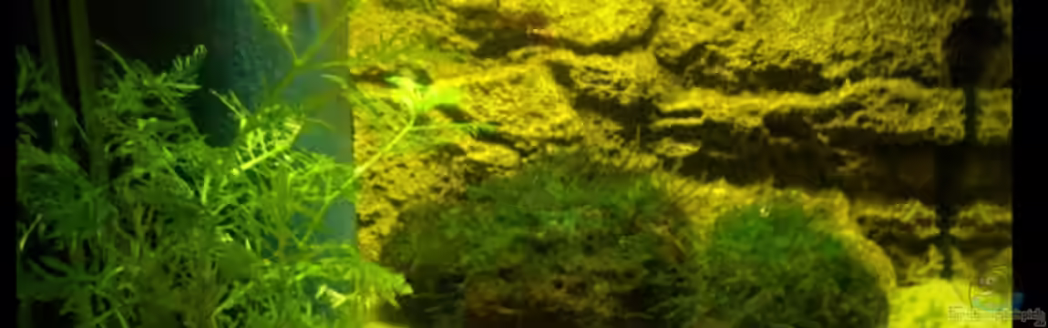 Becken 6644 von Hauke Schwarz