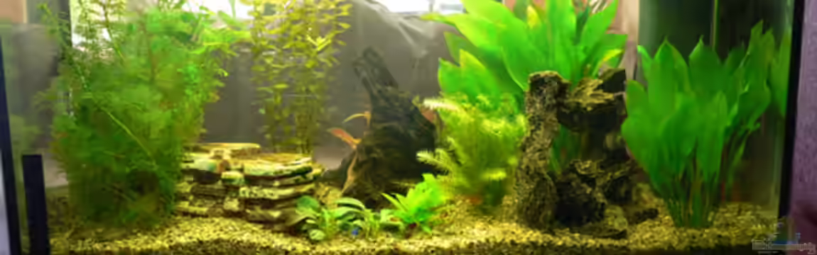 Becken 6647 von Torsten Kalmus