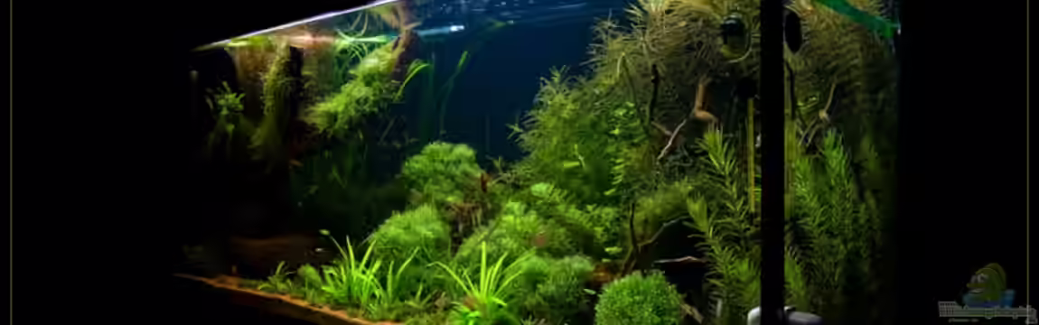 Becken 6659 von Jörn Guntermann