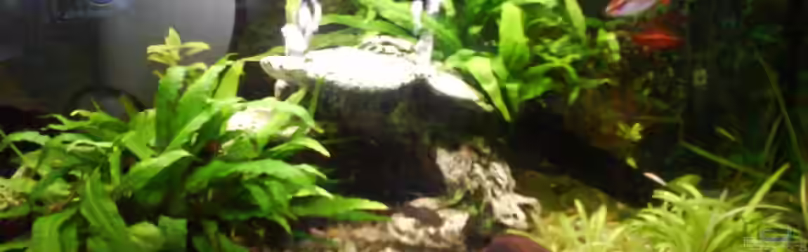 Becken 6676 von Joelle Thies