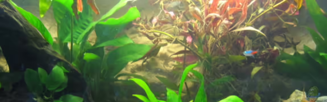 Becken 6680 von Frank Eichhorn