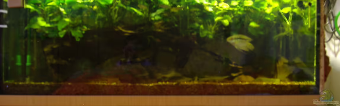 Becken 6682 von Rüdiger Schäbe