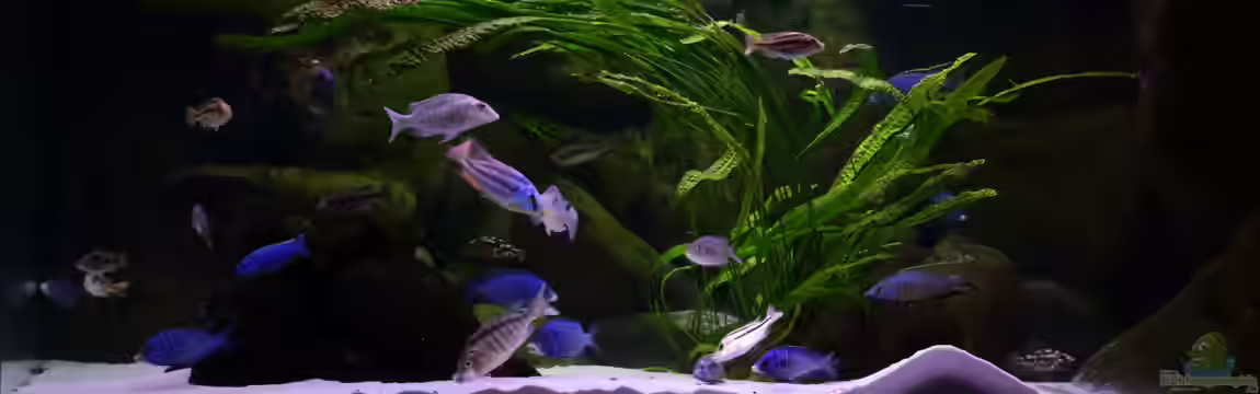 Becken 6712 von Klaus Lischka