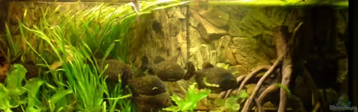 Becken 6730 von Sebbo