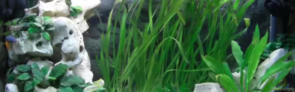 Becken 6807 von Florian Glaser