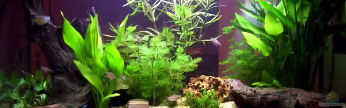 Becken 6822 von Marco Walter