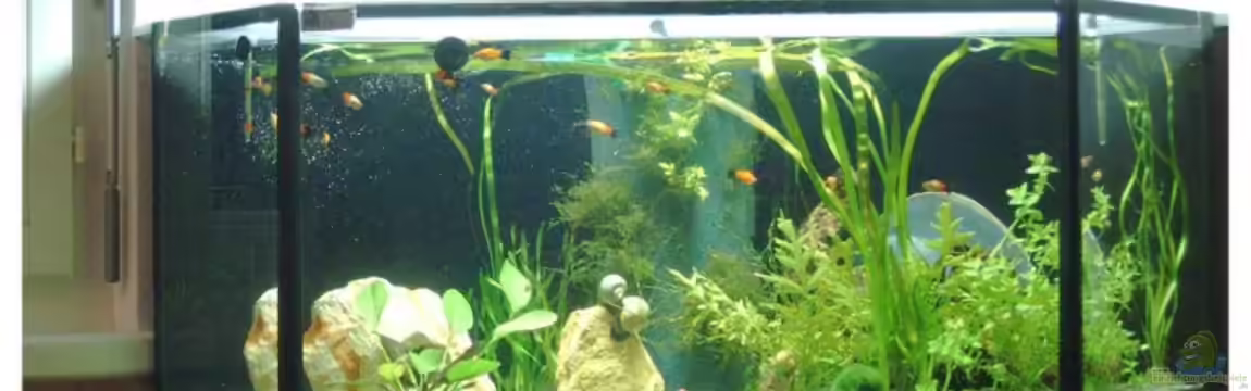 Becken 6847 von Andreas Gross