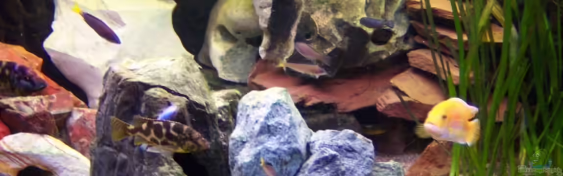 Becken 6851 von Detlef Lehmann