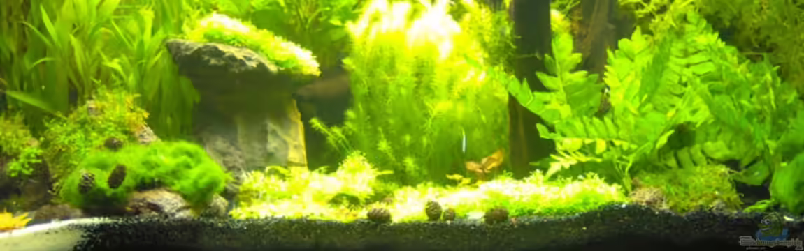 Becken 6855 von Sven Dilewski