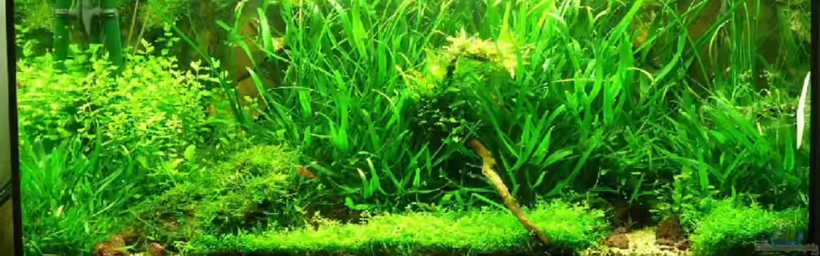 Becken 6856 von Thomas Zehren