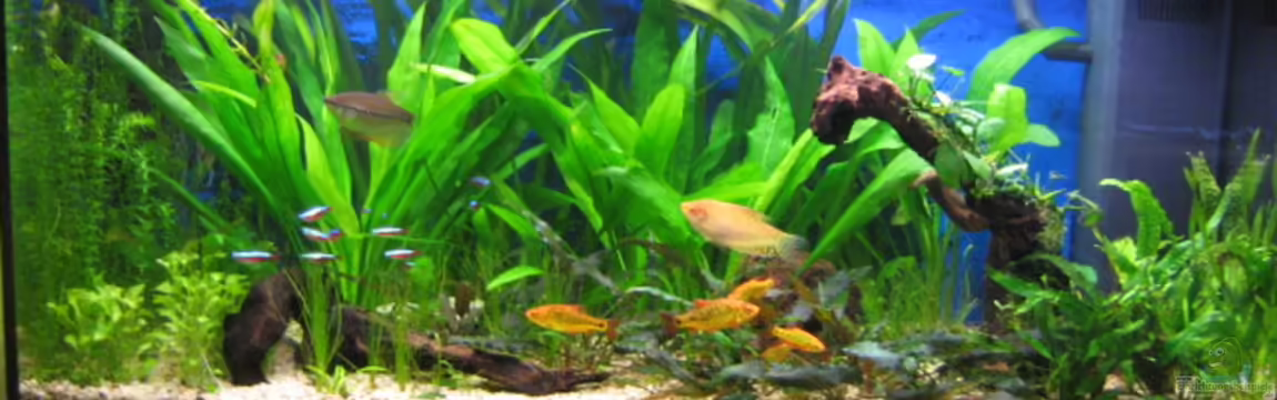 Becken 6867 von Uwe Pilger