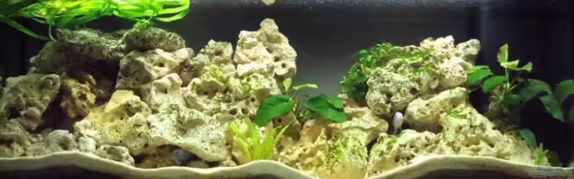 Becken 6868 von Philipp Schneider