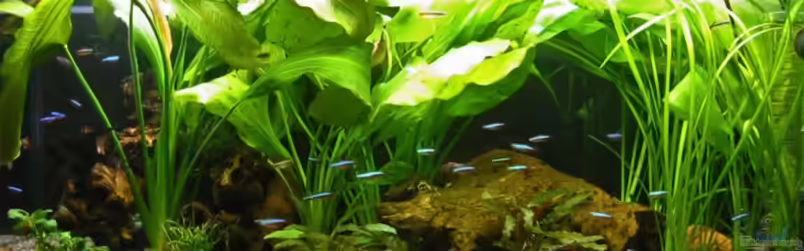 Becken 6869 von Daniel Knaeple