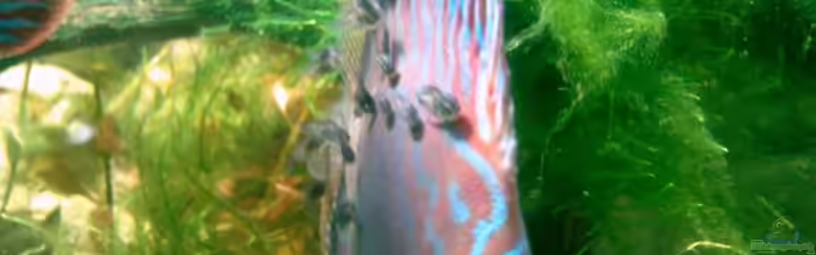 Becken 6897 von Solitary