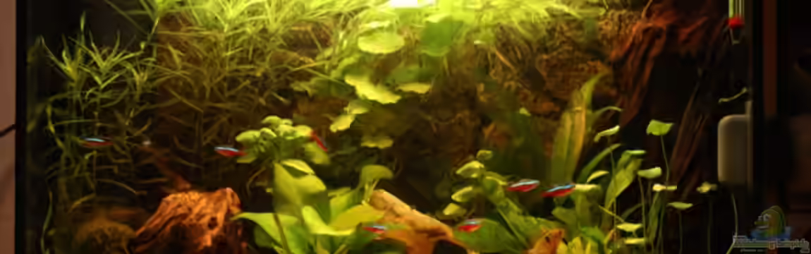 Becken 6930 von Tobias Dykstra