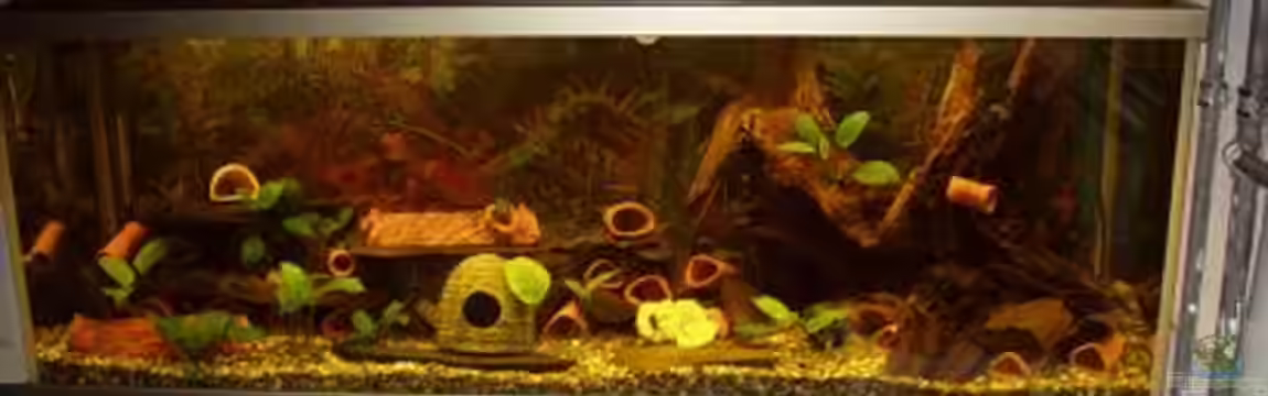 Becken 694 von Gregor Spiller