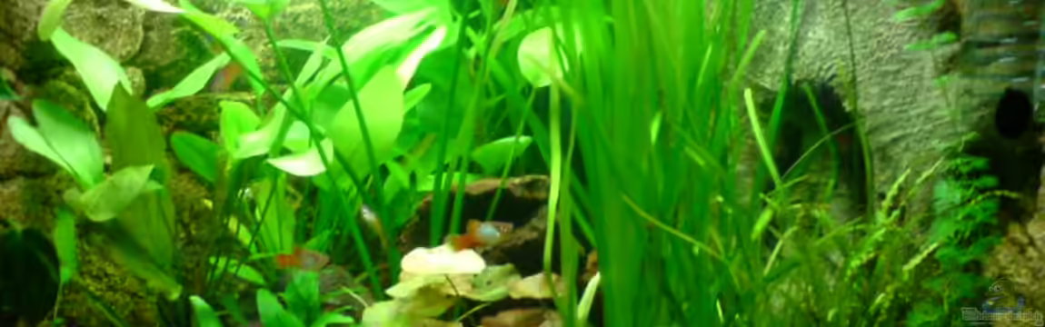 Becken 6962 von Sebastian Jänsch