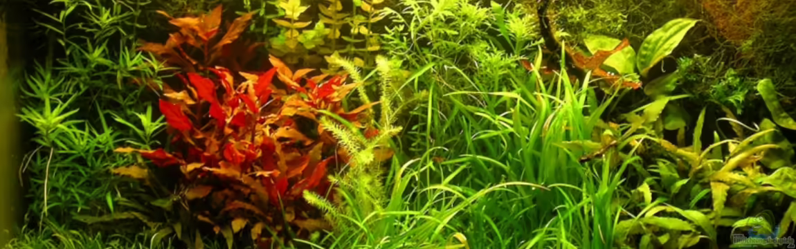 Becken 6963 von Stinnes