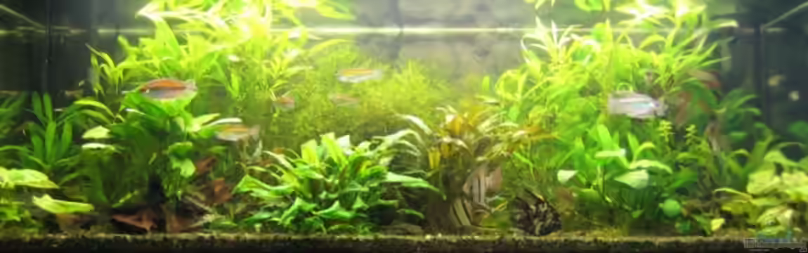 Becken 6965 von Torsten