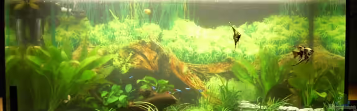 Becken 6973 von bjoern21x