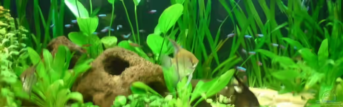 Becken 6979 von Marcel Beilfuss