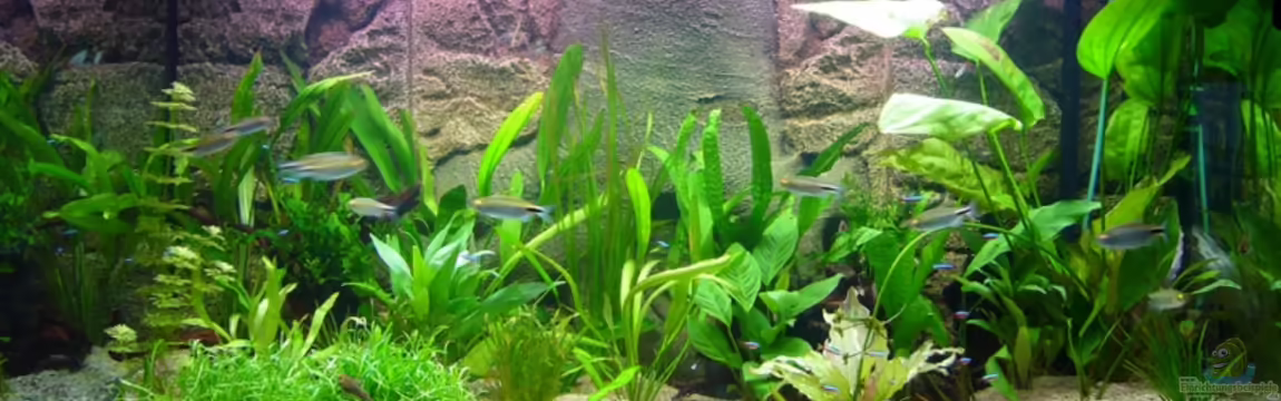 Becken 6988 von Gerhard Kittel