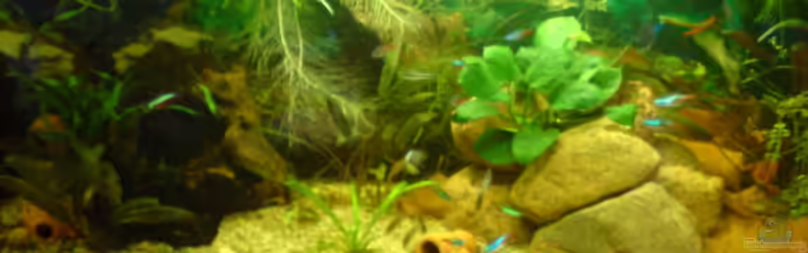 Becken 7009 von Daniel Bade