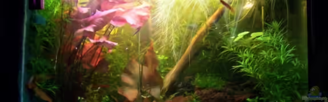 Becken 7031 von Karin Langhammer