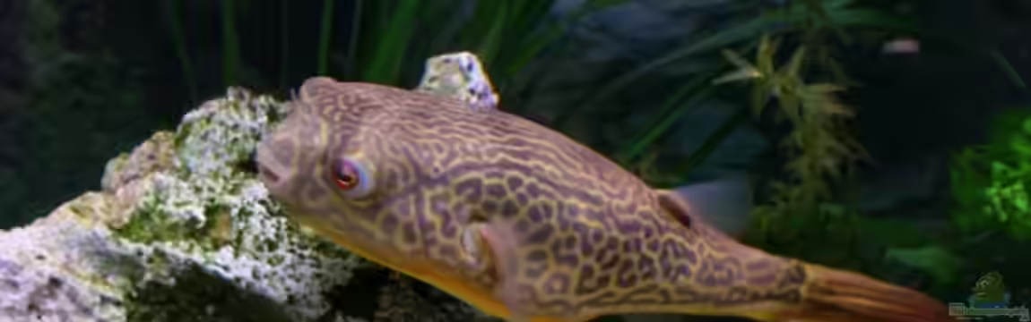 Becken 7032 von Marcel Stober