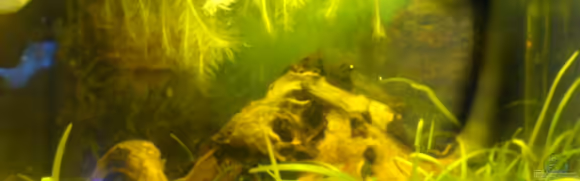 Becken 7070 von Stefan Scharmacher