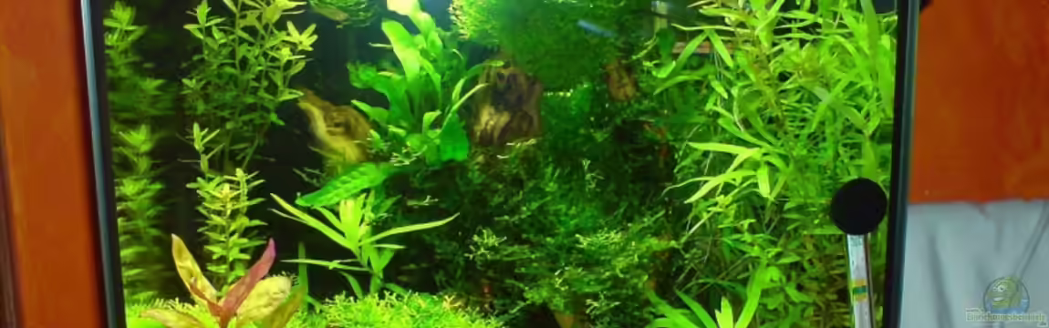 Becken 7074 von Katzenmutti