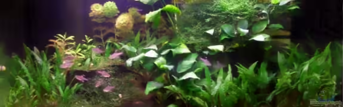 Becken 7077 von redcherry