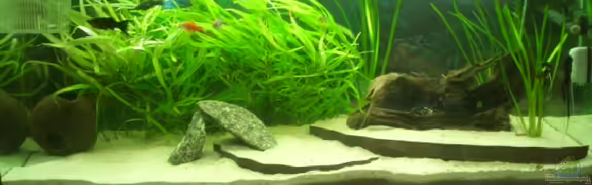 Becken 7087 von Andre Rose