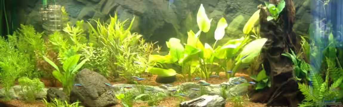 Becken 7088 von Robert Reinsch