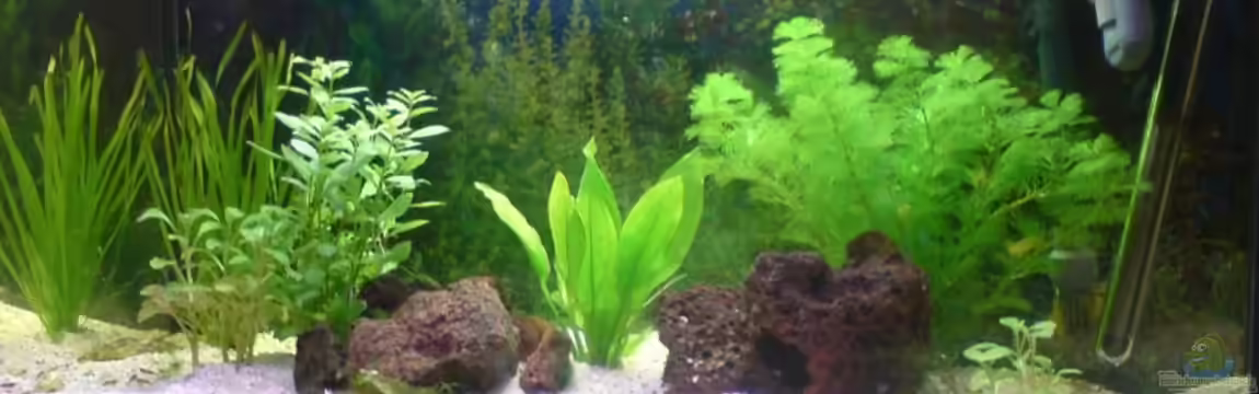 Becken 7111 von Alexandra1987