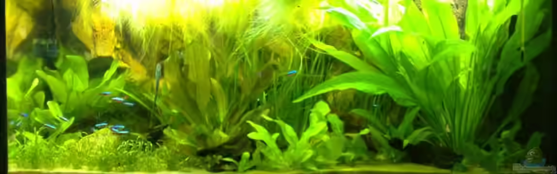 Becken 7120 von Thomas Oetjen