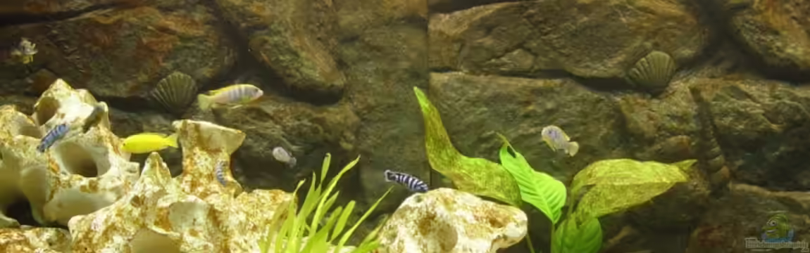 Becken 7127 von Christian Schwarz