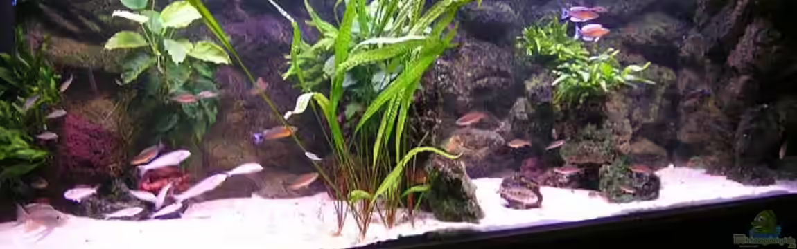 Becken 713 von Peter Hübner