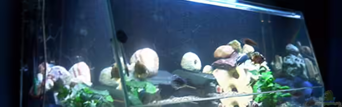 Becken 715 von Dominic Moritz