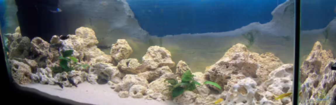 Becken 722 von Dominic Lehmann