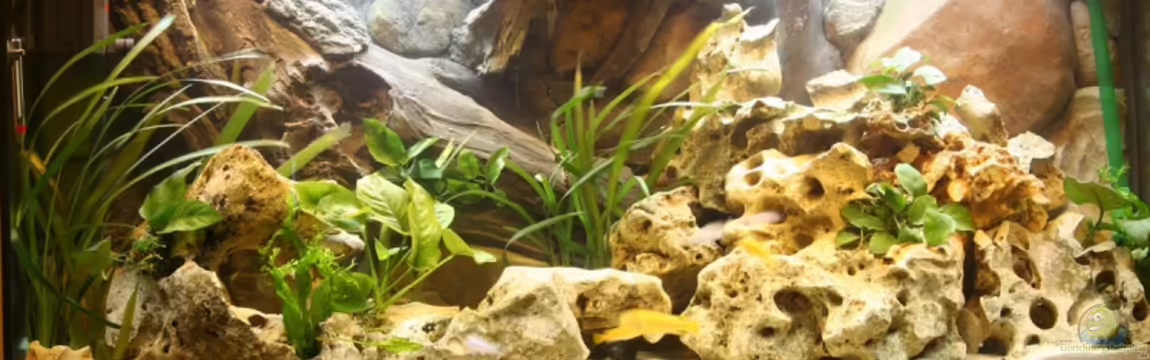 Becken 7263 von Svenson