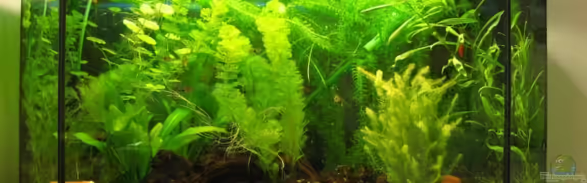 Becken 7275 von BORG Mistelbach