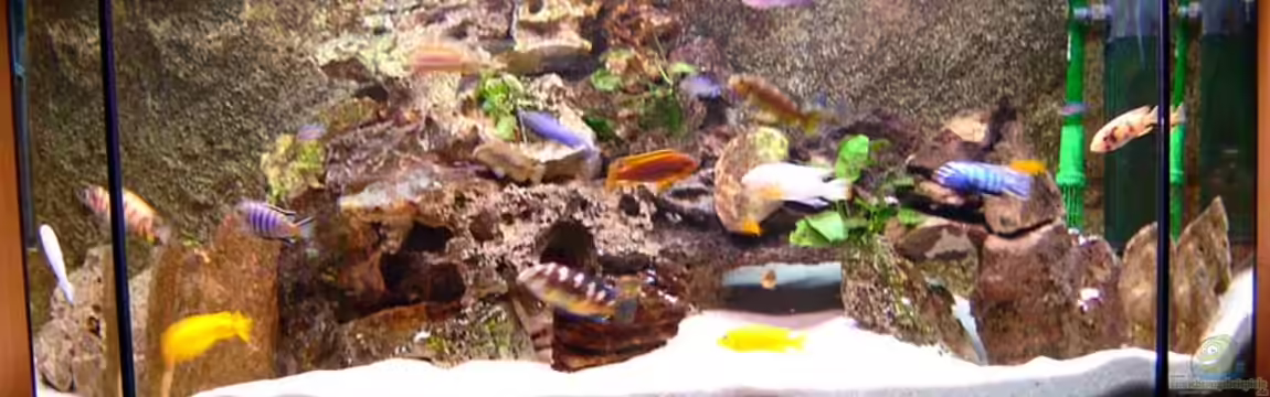 Becken 728 von Claudia Freyschmidt