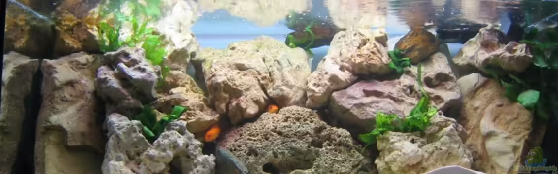 Becken 730 von Sebastian Schmieger